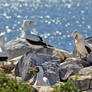 Nazca Boobies