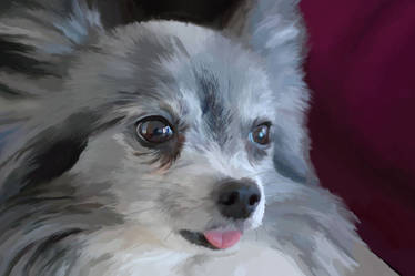 scout the papillon-wip-by-sicko