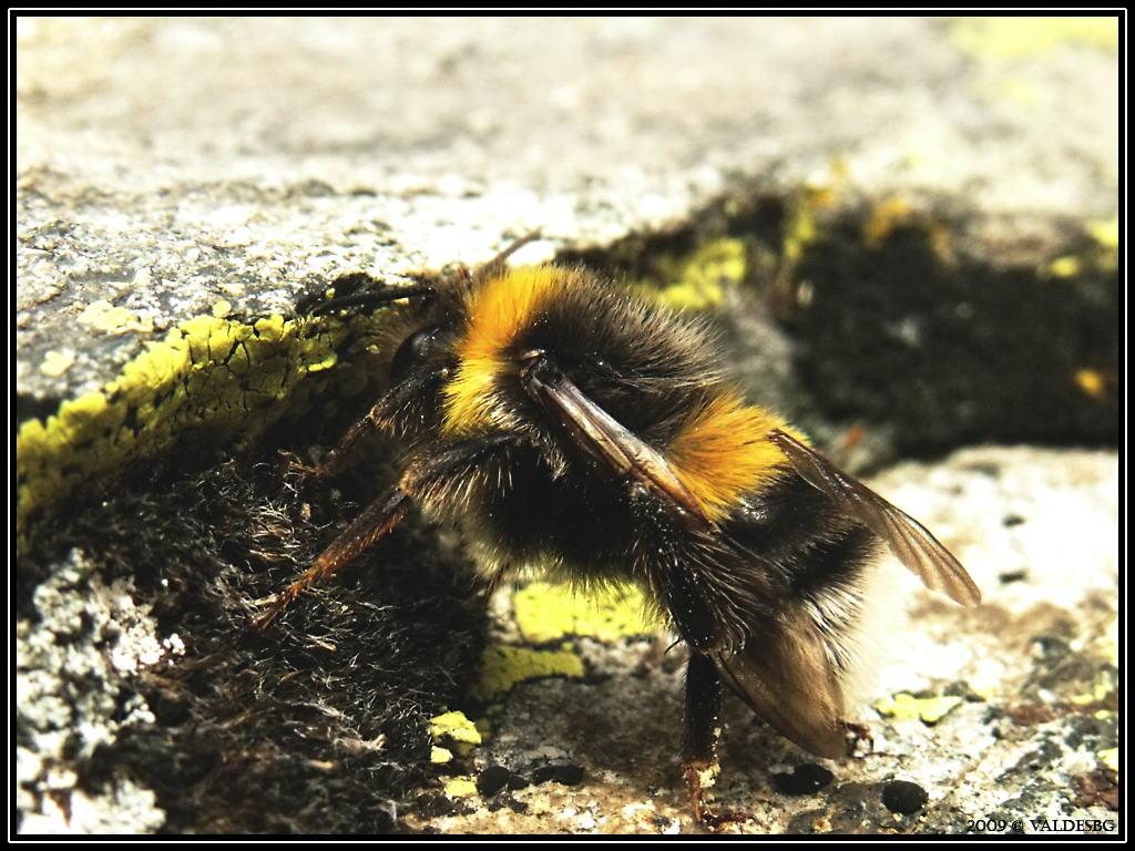 Bumble Bee II