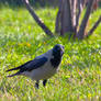 Hooded Crow II