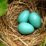 Baby Robin Eggs