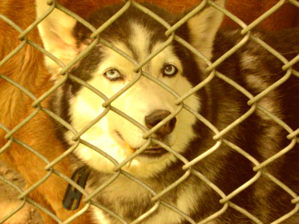 Merlin II by gomen-for-everything on DeviantArt