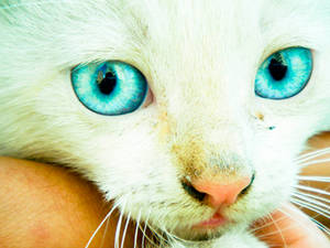 cat's eyes