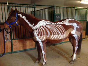 Horse skeleton