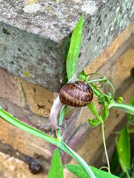 Garden Snails