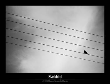 Blackbird