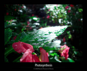 Photosynthesis