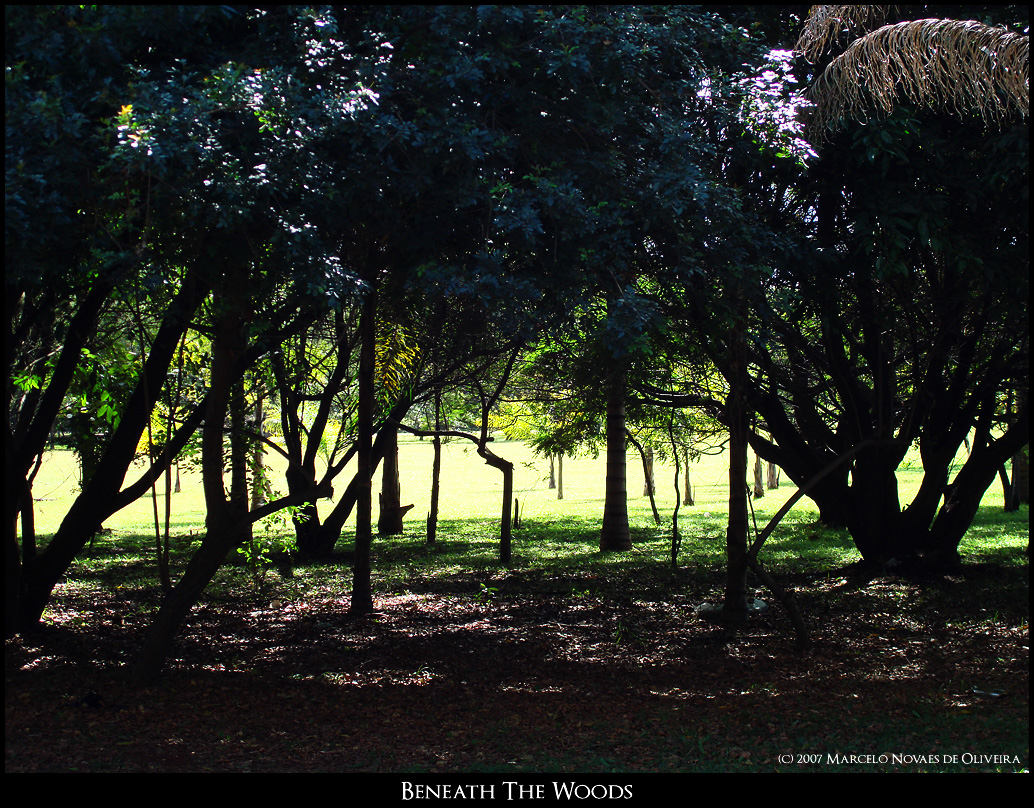 Beneath the Woods