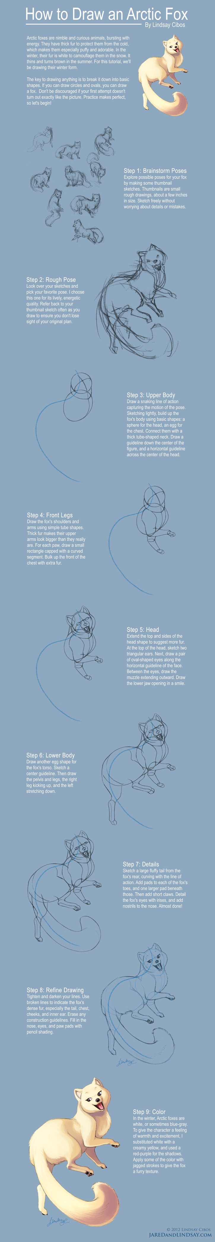 How to Draw an Arctic Fox