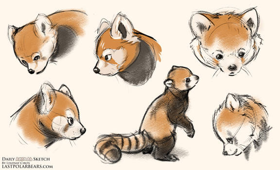 Red Panda