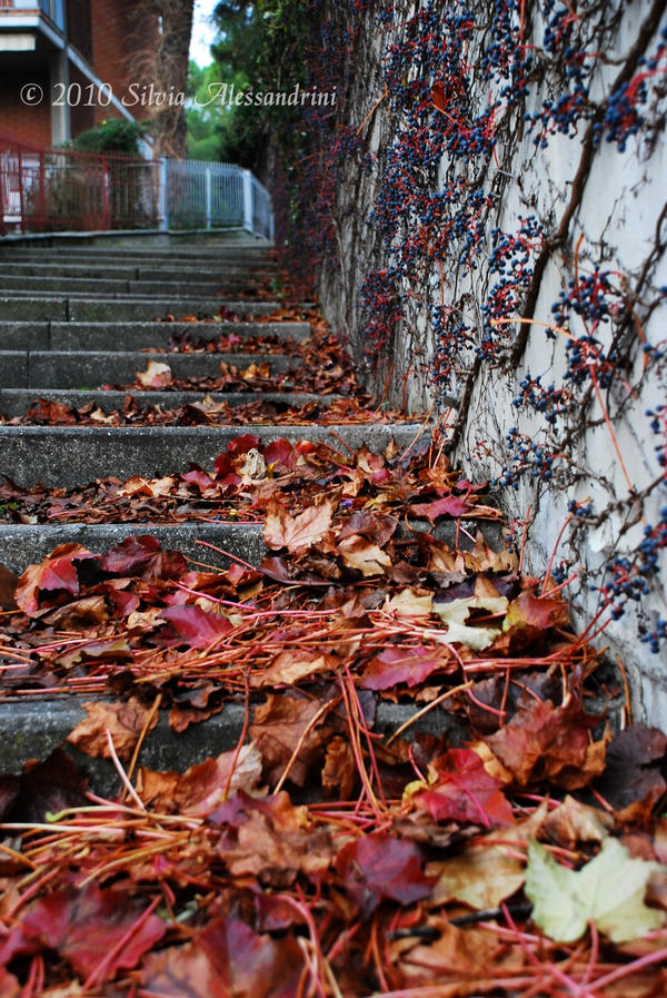 Late autumn leaves II