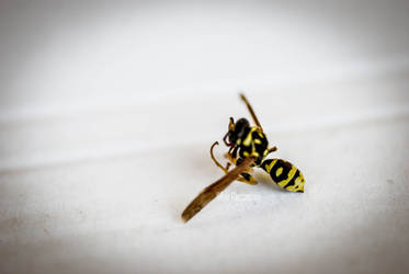 Dead wasp macro