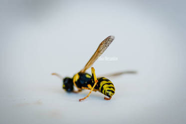 Dead wasp macro