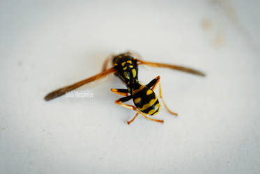 Dead wasp macro