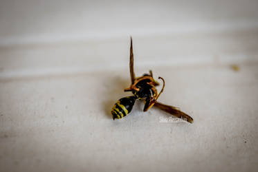 Dead wasp macro