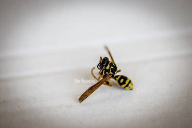Dead wasp macro