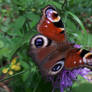 Peacock Butterfly