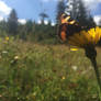 Small Tortoiseshell Butterfly - underwing