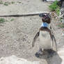 Humboldt penguin