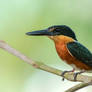 kingfisher