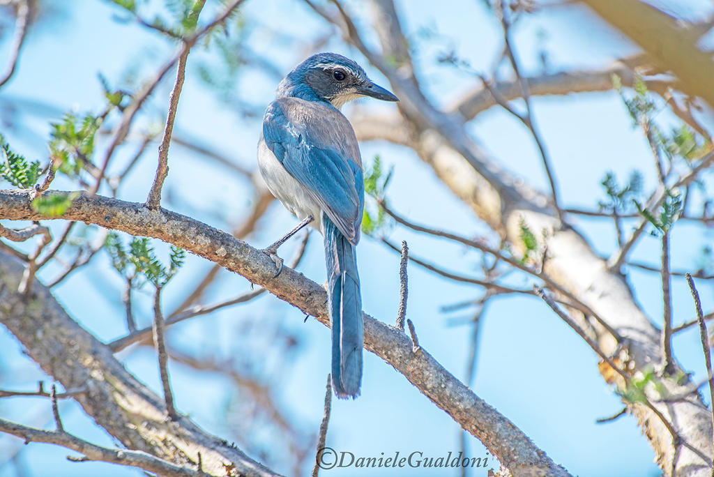 Scrub-Jay by DanieleGualdoni on DeviantArt