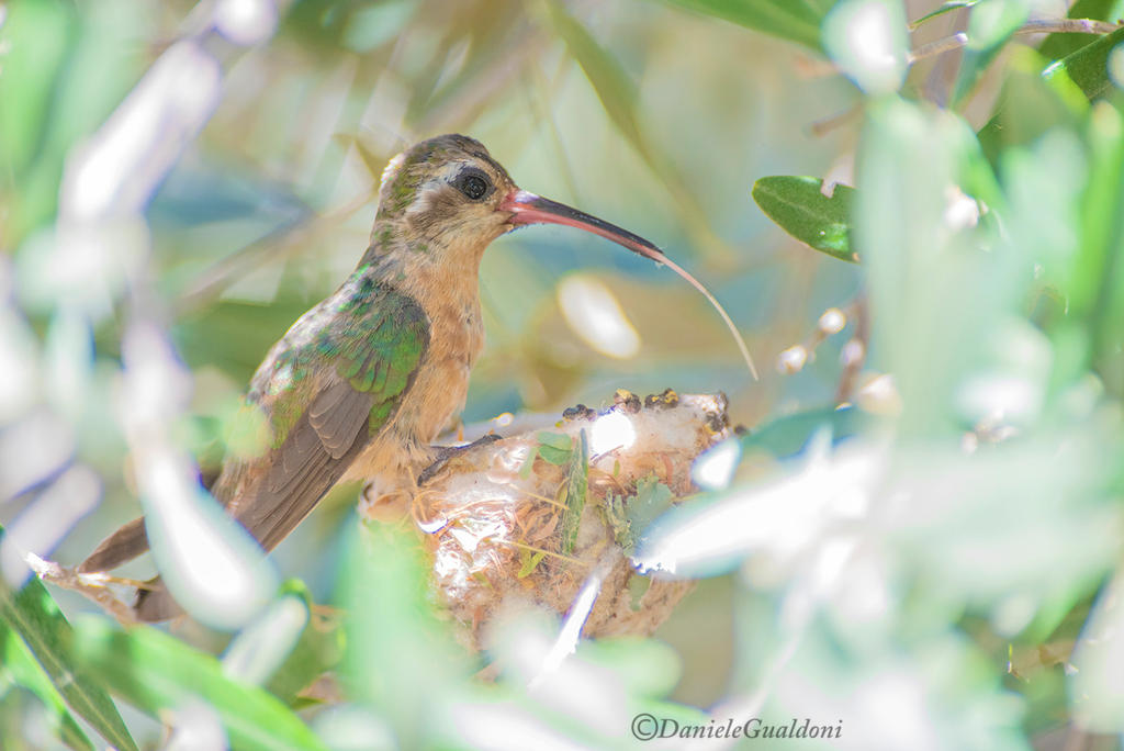 hummingbird tongue by danielegualdoni df4wvqv