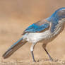 Western Scrub-Jay