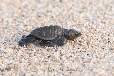 Olive ridley