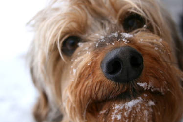 Snow Nose