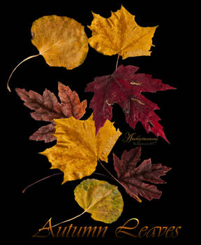 Fall Leaves Exclusive Stock Pack