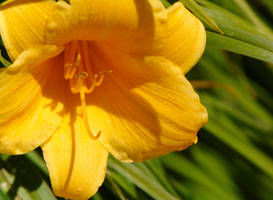 Day Lilly