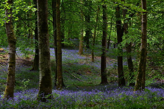 Lakeland Forest #1