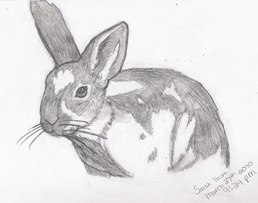 First attempt at Bunny