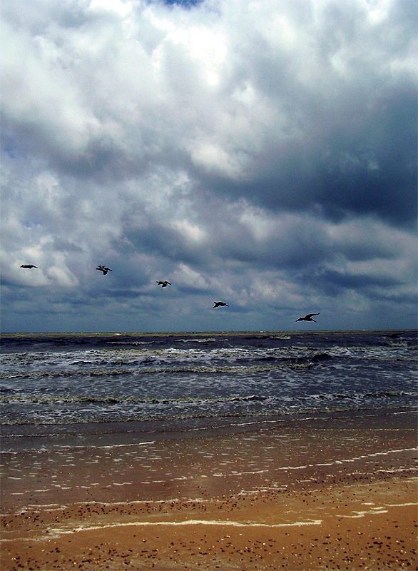 Pelicans Over Water