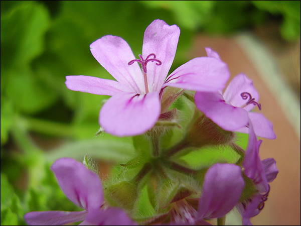 purple flower