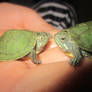 two cute turtle