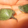 only two cute turtles