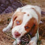 Kavan as a Puppy