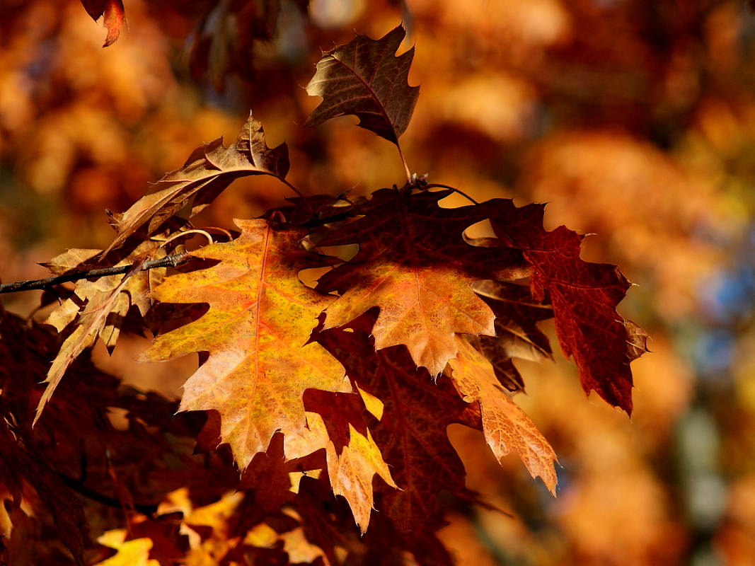 Autumn leaves 7