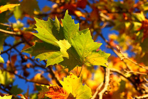 Autumn leaves 9