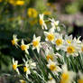 Daffodils V