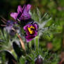 Pasque flower