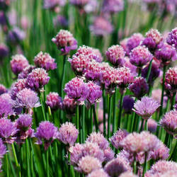 Blooming alium by Freya7