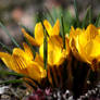 Crocuses