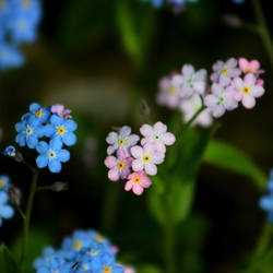 Forget me not III