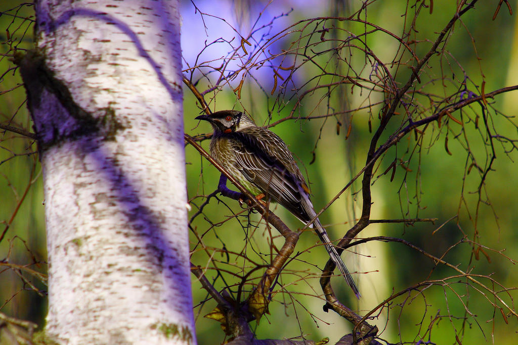 Red Wattlebird