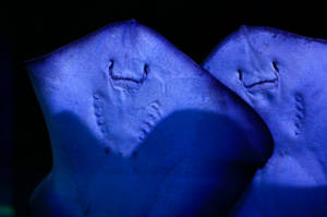 Smiley Stingrays