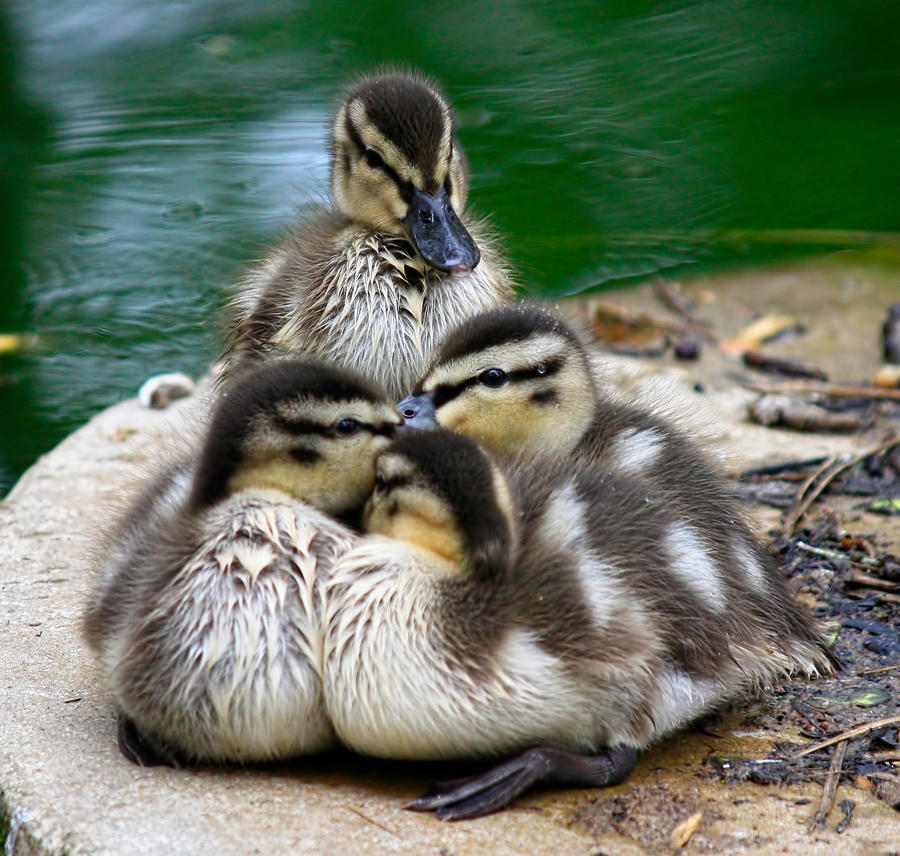 Snuggle Huddle