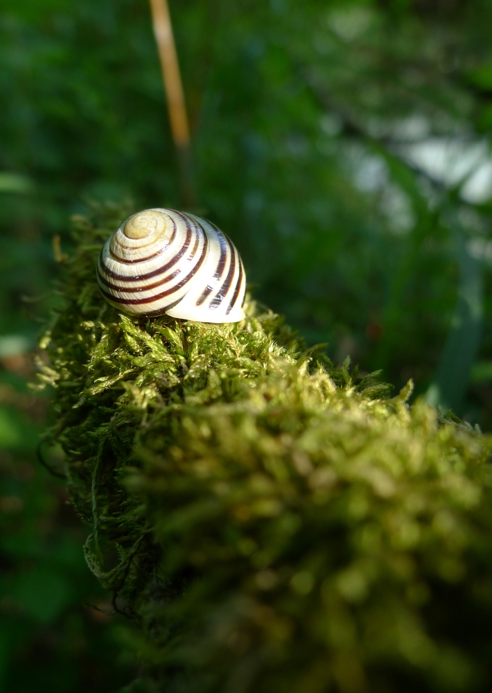 Snail on Moss