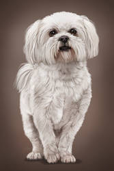 -= Gift - Lhasa Apso =-